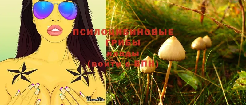 Псилоцибиновые грибы Psilocybine cubensis  маркетплейс какой сайт  Верея 